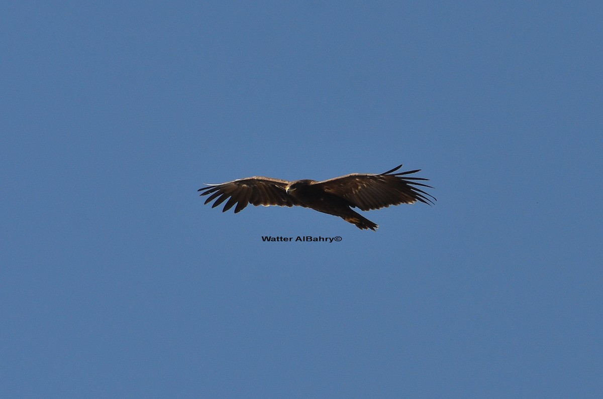Greater Spotted Eagle - Watter AlBahry