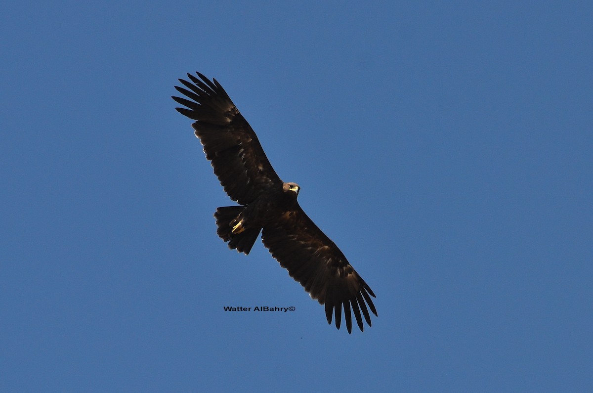 Greater Spotted Eagle - ML253092121