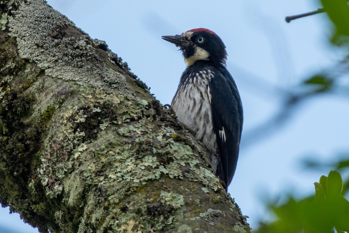 Acorn Woodpecker - ML253093511