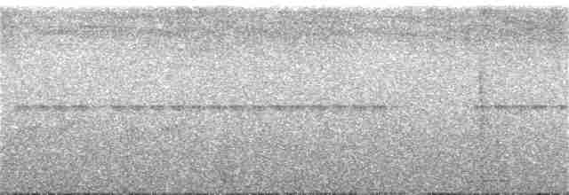 Weißbinden-Ameisenvogel - ML253093661