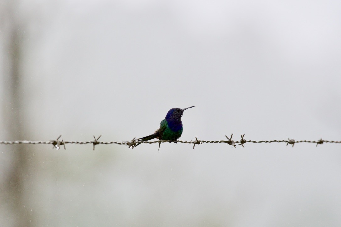 Swallow-tailed Hummingbird - Johan Bergkvist