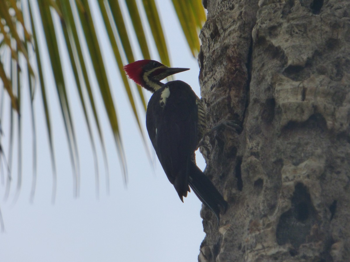 Lineated Woodpecker - ML253097161