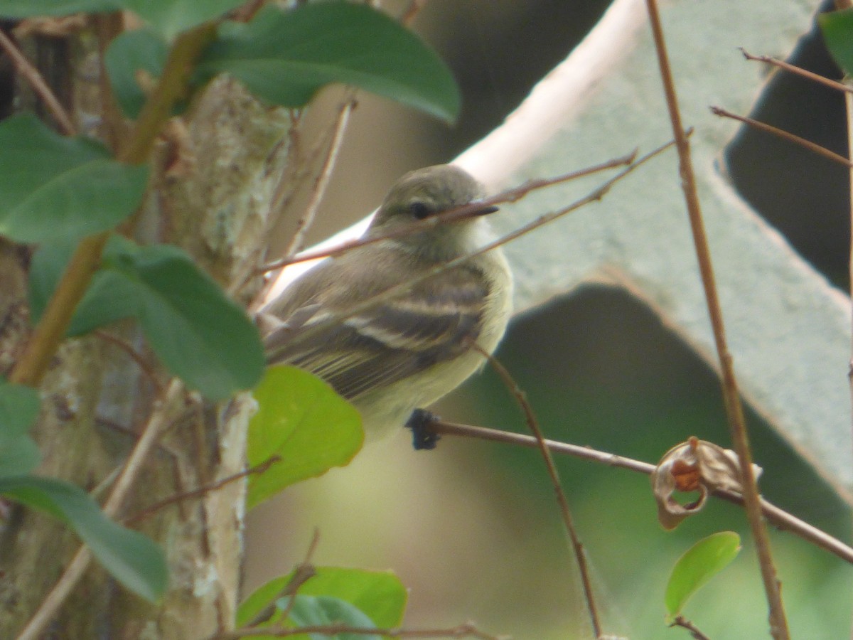 Northern Mouse-colored Tyrannulet - ML253098061
