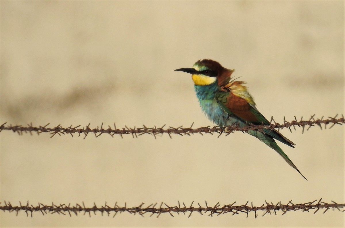 European Bee-eater - ML253098081