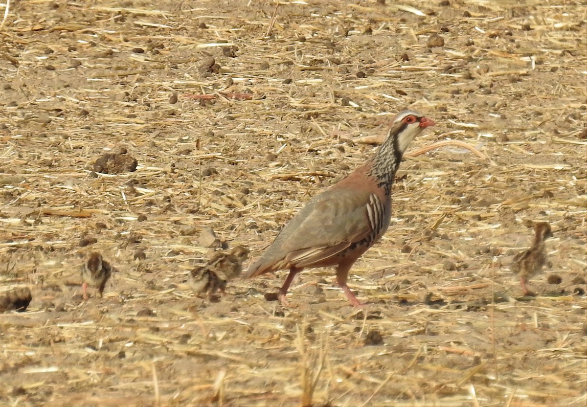 Red-legged Partridge - ML253099381