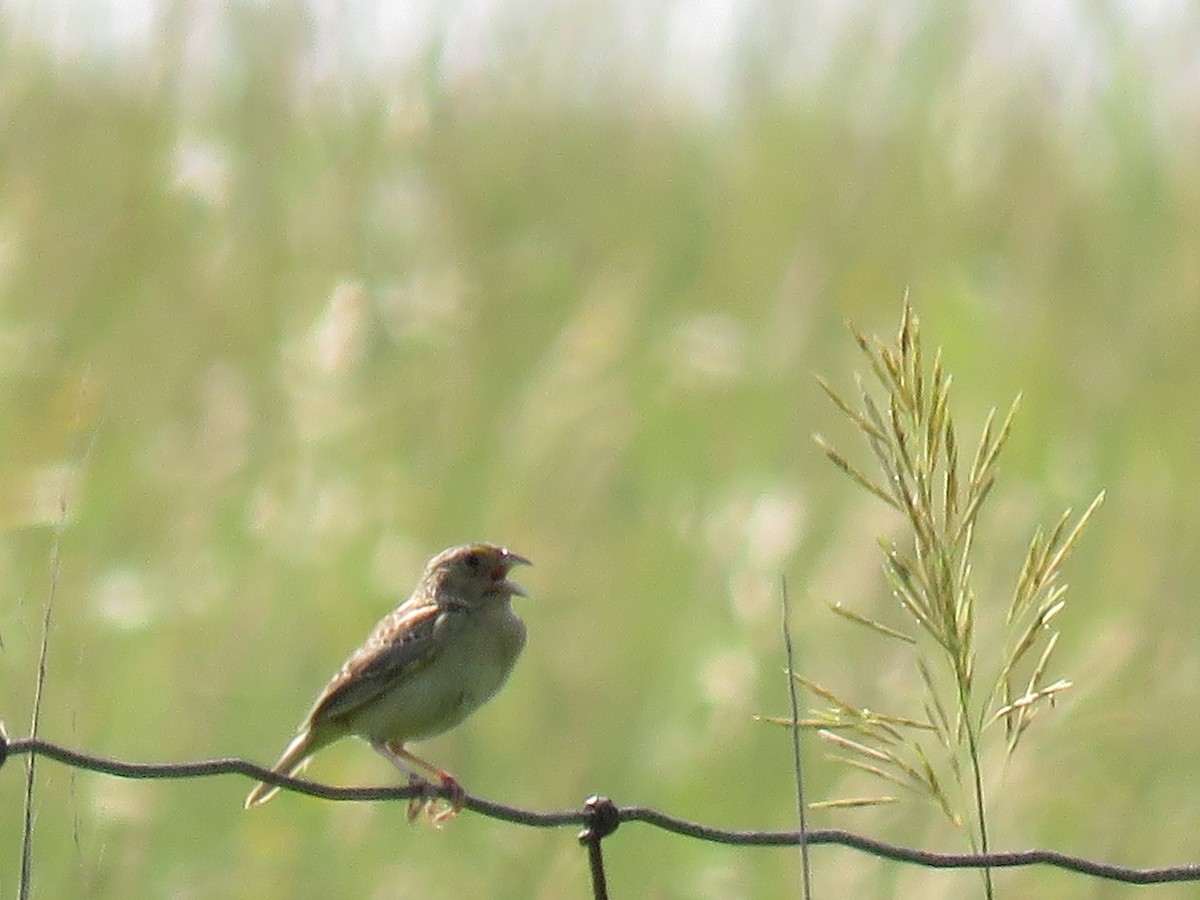 Grasshopper Sparrow - ML253103471