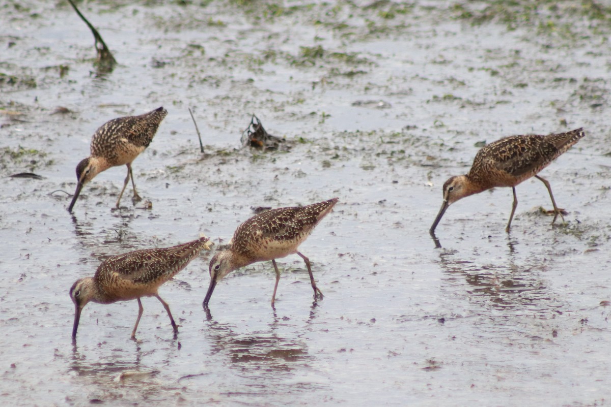 Long-billed Dowitcher - ML253104681