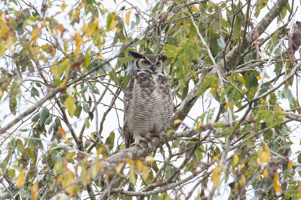 Great Horned Owl - ML25310971