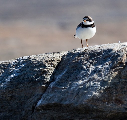 Semipalmated Plover - ML253112541