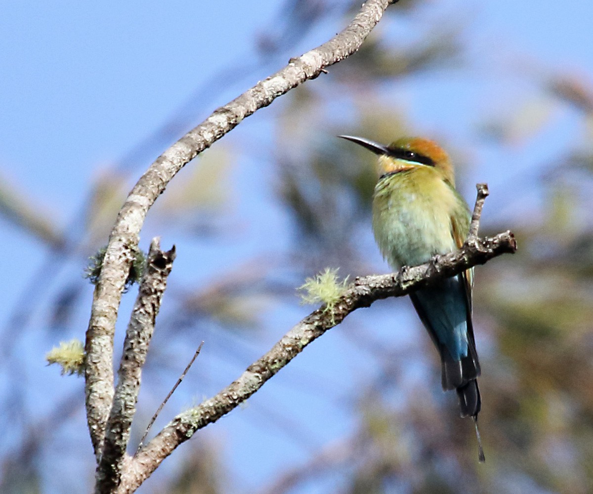 Rainbow Bee-eater - Myles McNally