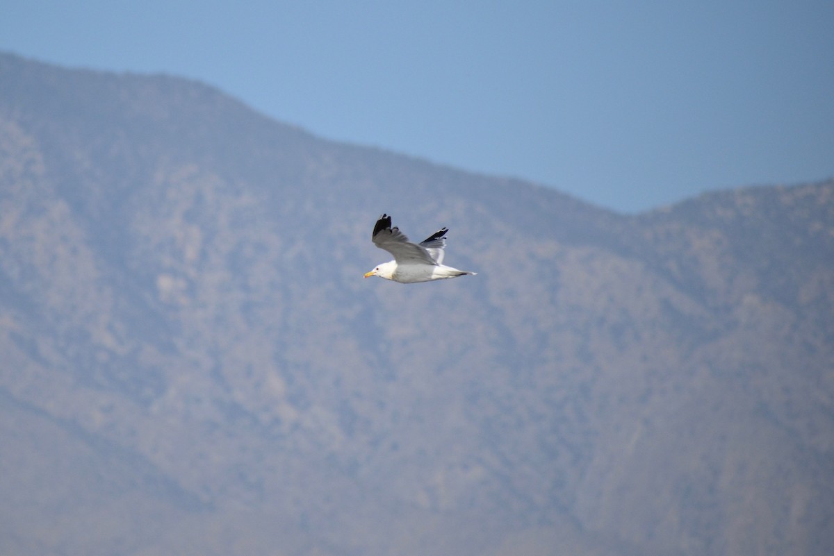 California Gull - Kavanagh McGeough