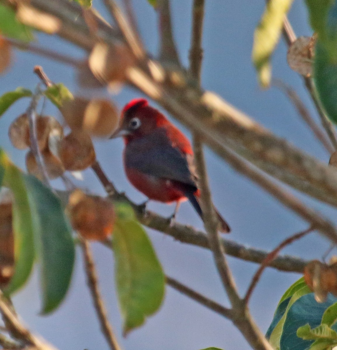 Red-crested Finch - ML253116951