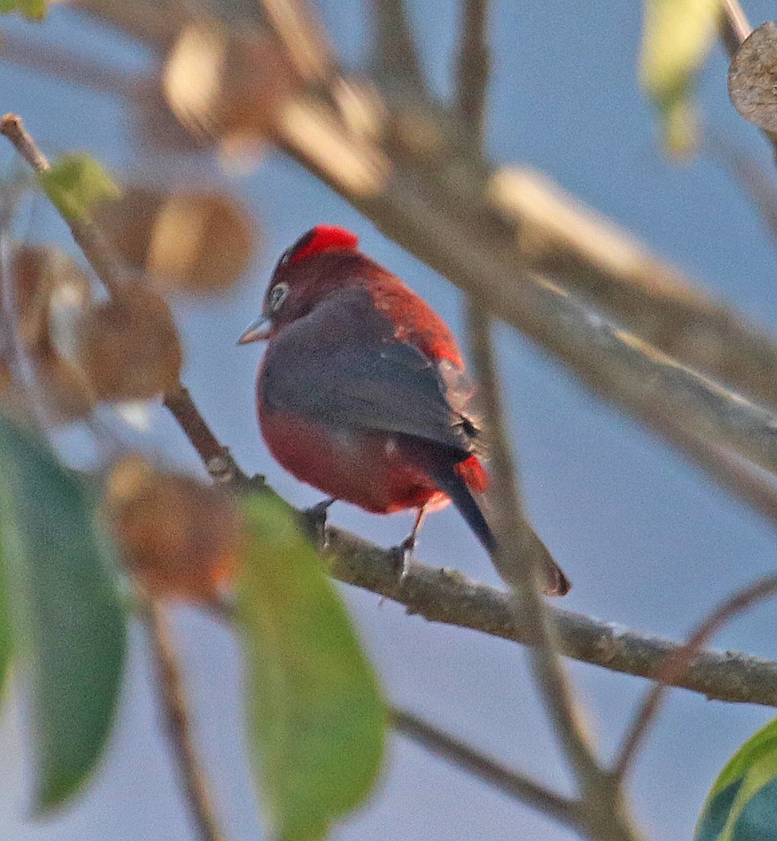 Red-crested Finch - ML253117071
