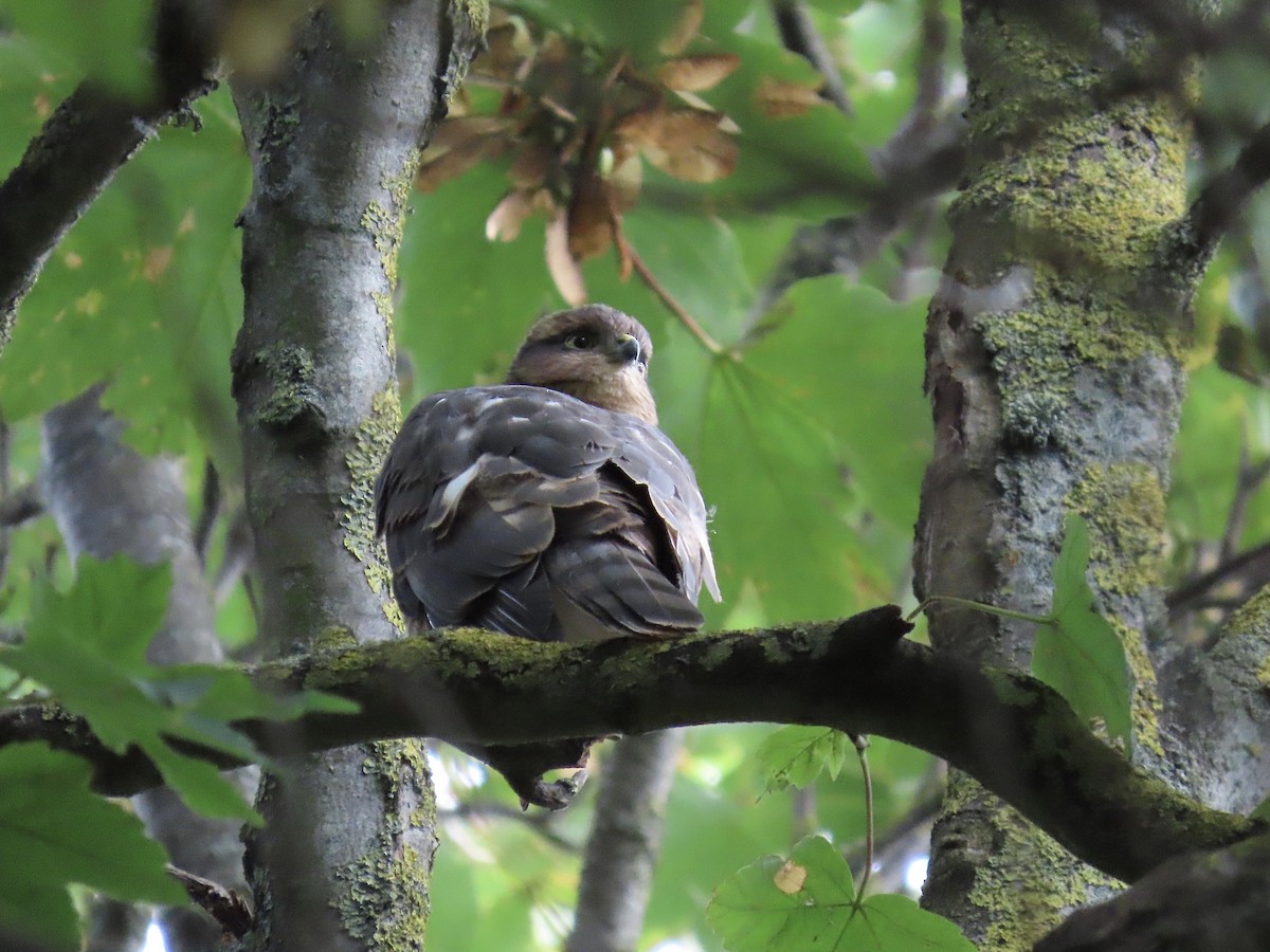 Eurasian Sparrowhawk - David Campbell