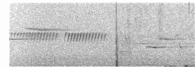 Дрізд-короткодзьоб плямистоволий - ML253118921