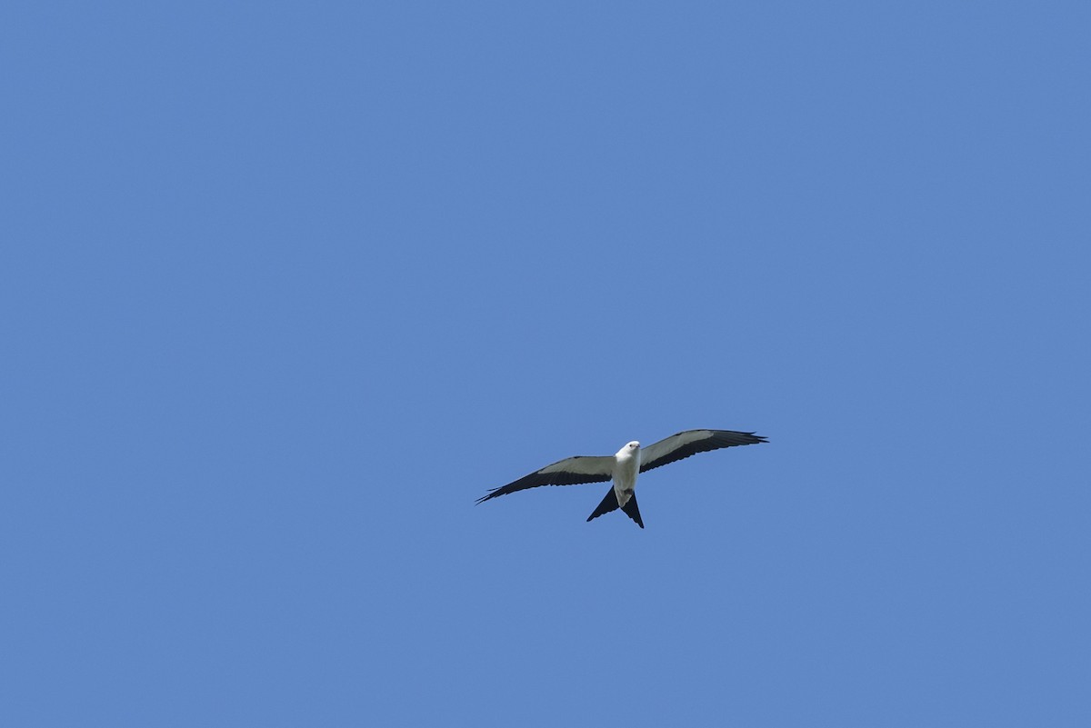 Swallow-tailed Kite - ML253122061
