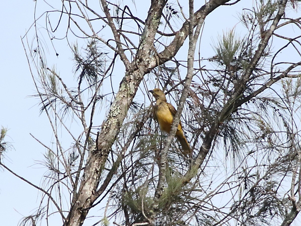 Yellow-breasted Bowerbird - Myles McNally