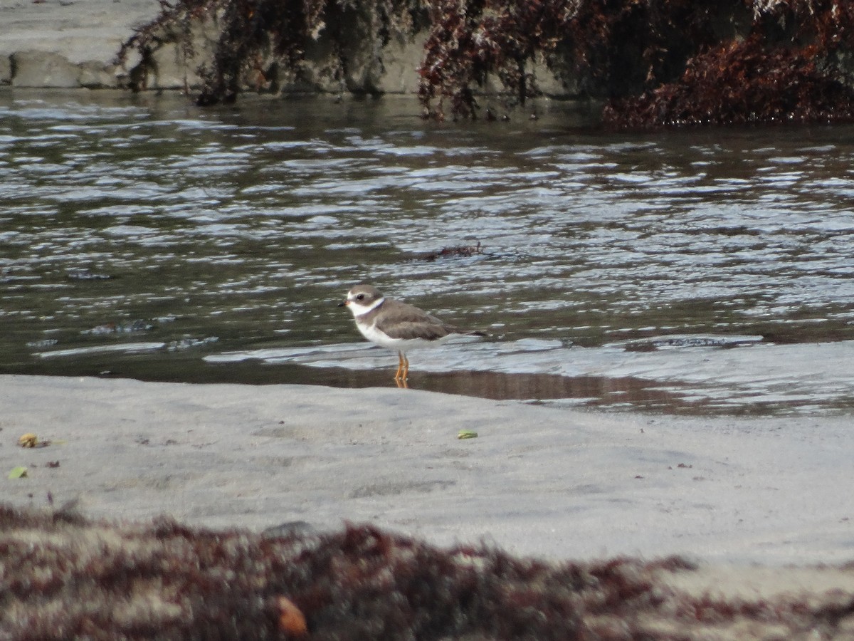 Semipalmated Plover - ML253129481