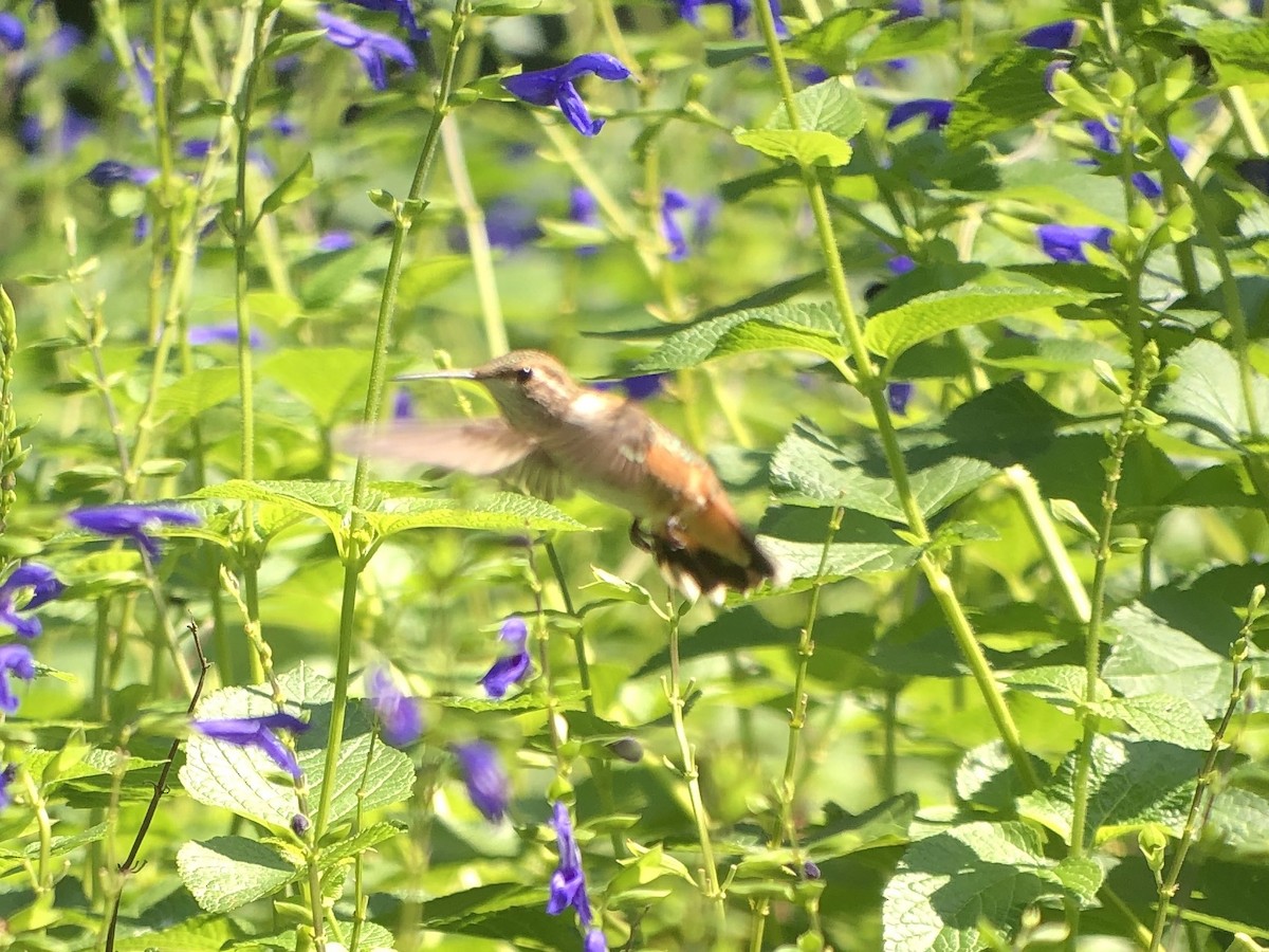 Rufous Hummingbird - ML253130121
