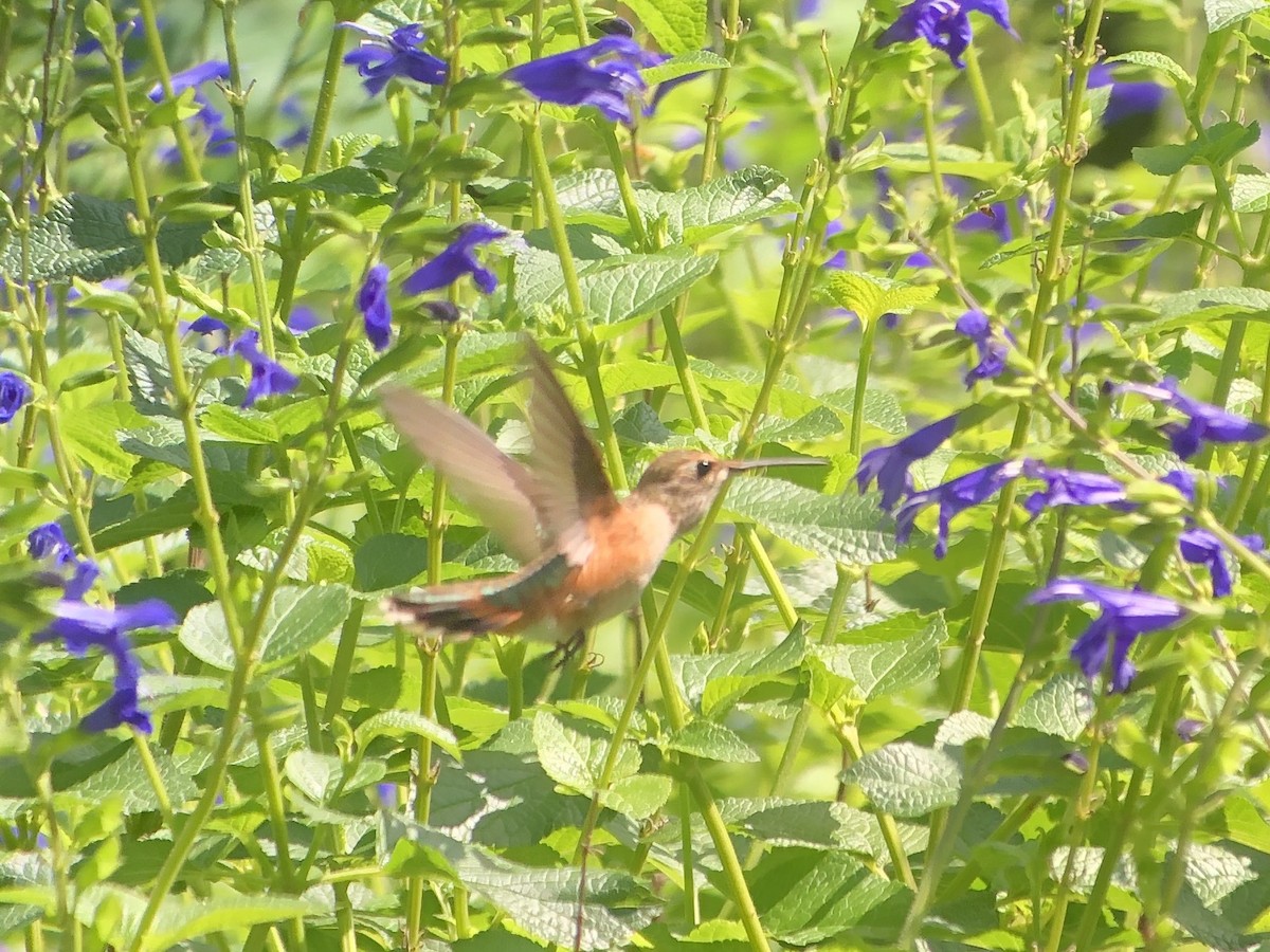 Rufous Hummingbird - ML253130131