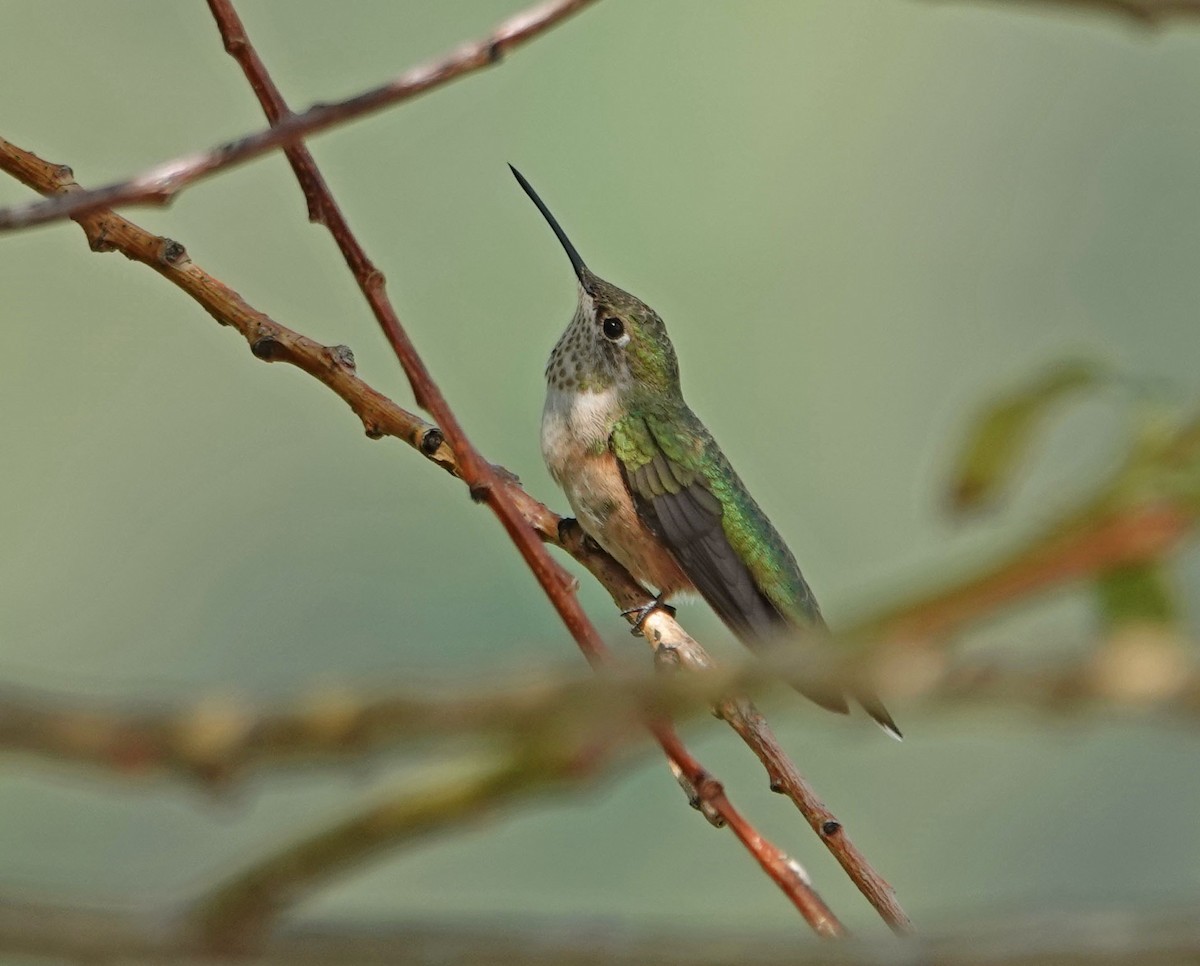 Broad-tailed Hummingbird - ML253137341