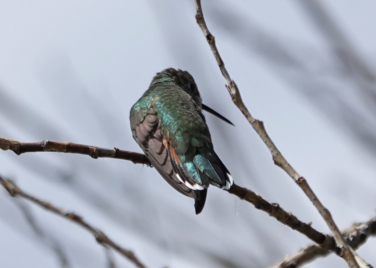 Broad-tailed Hummingbird - ML253137441