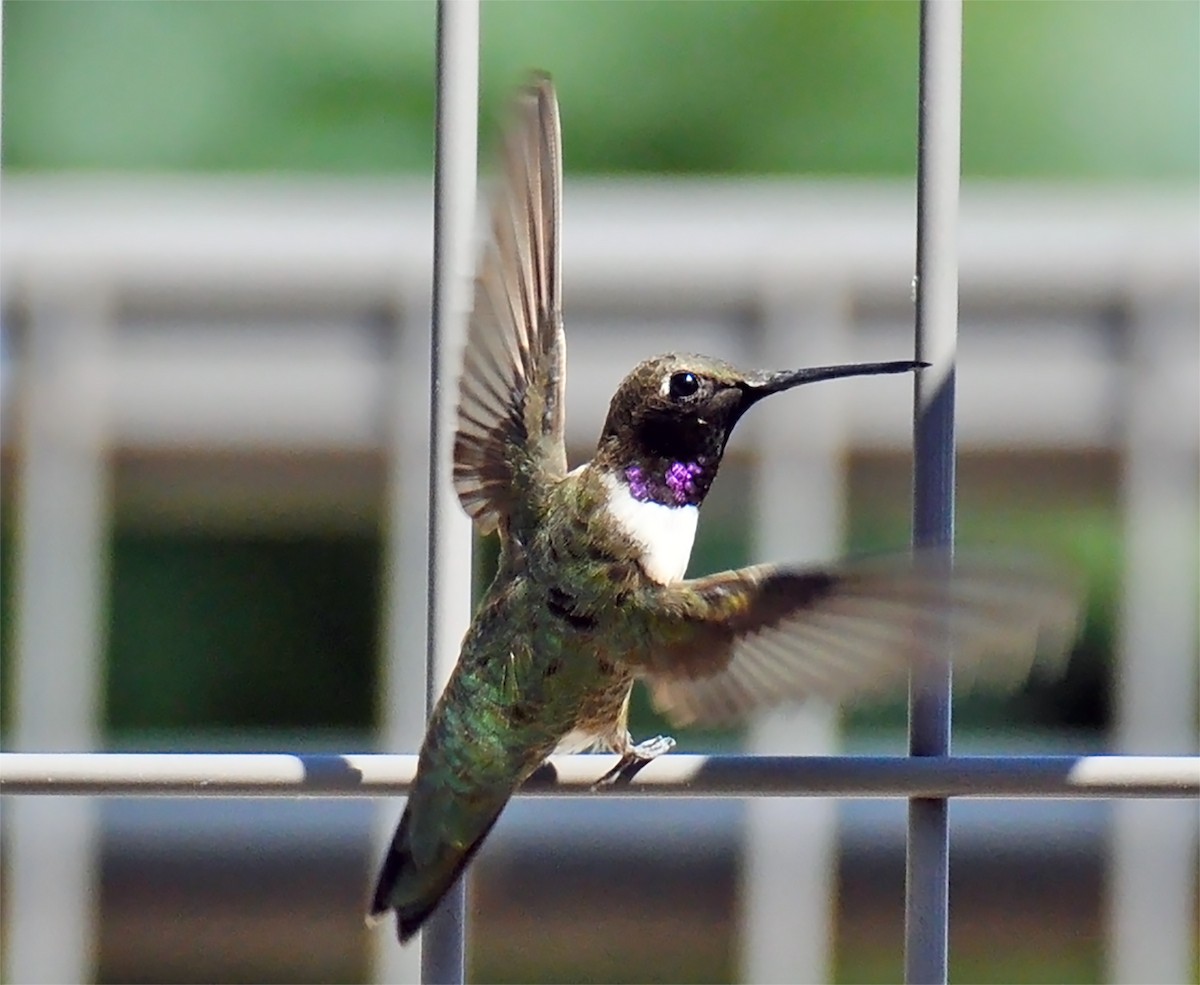 Black-chinned Hummingbird - Heather Lauer