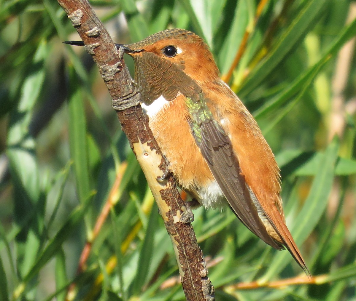 Rufous Hummingbird - ML253141141