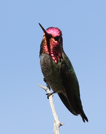 Anna's Hummingbird - ML25314281