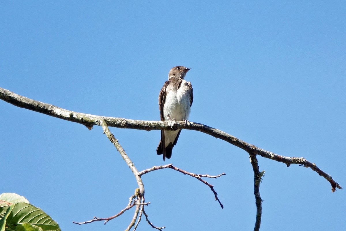 Northern Rough-winged Swallow - Carl Haynie