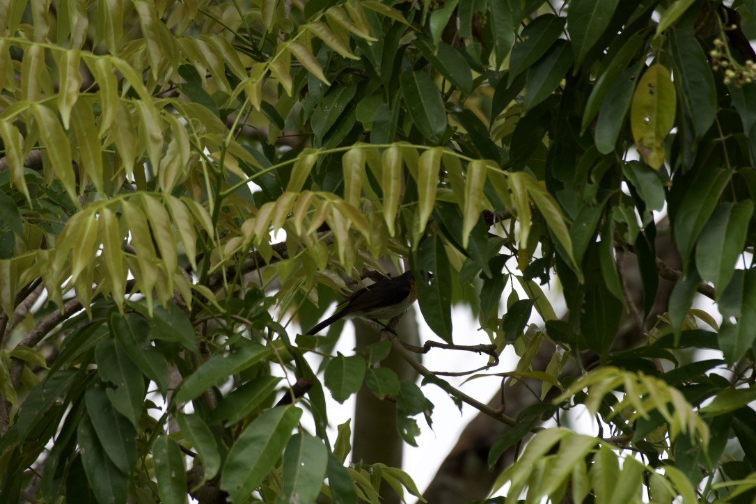 Spectacled Monarch (Halmahera) - ML253151941