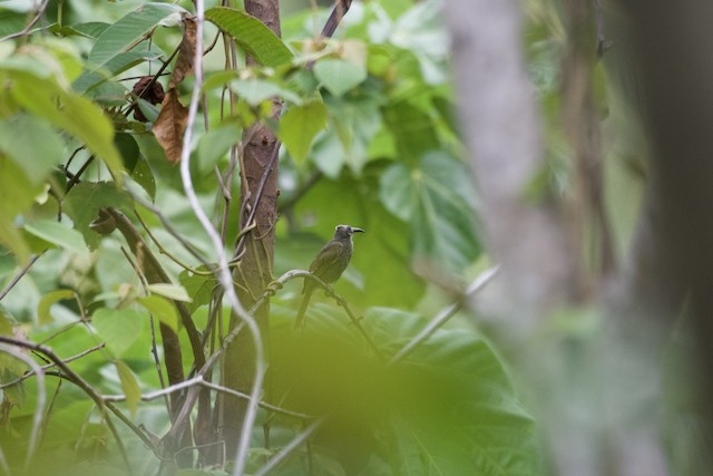 White-streaked Friarbird