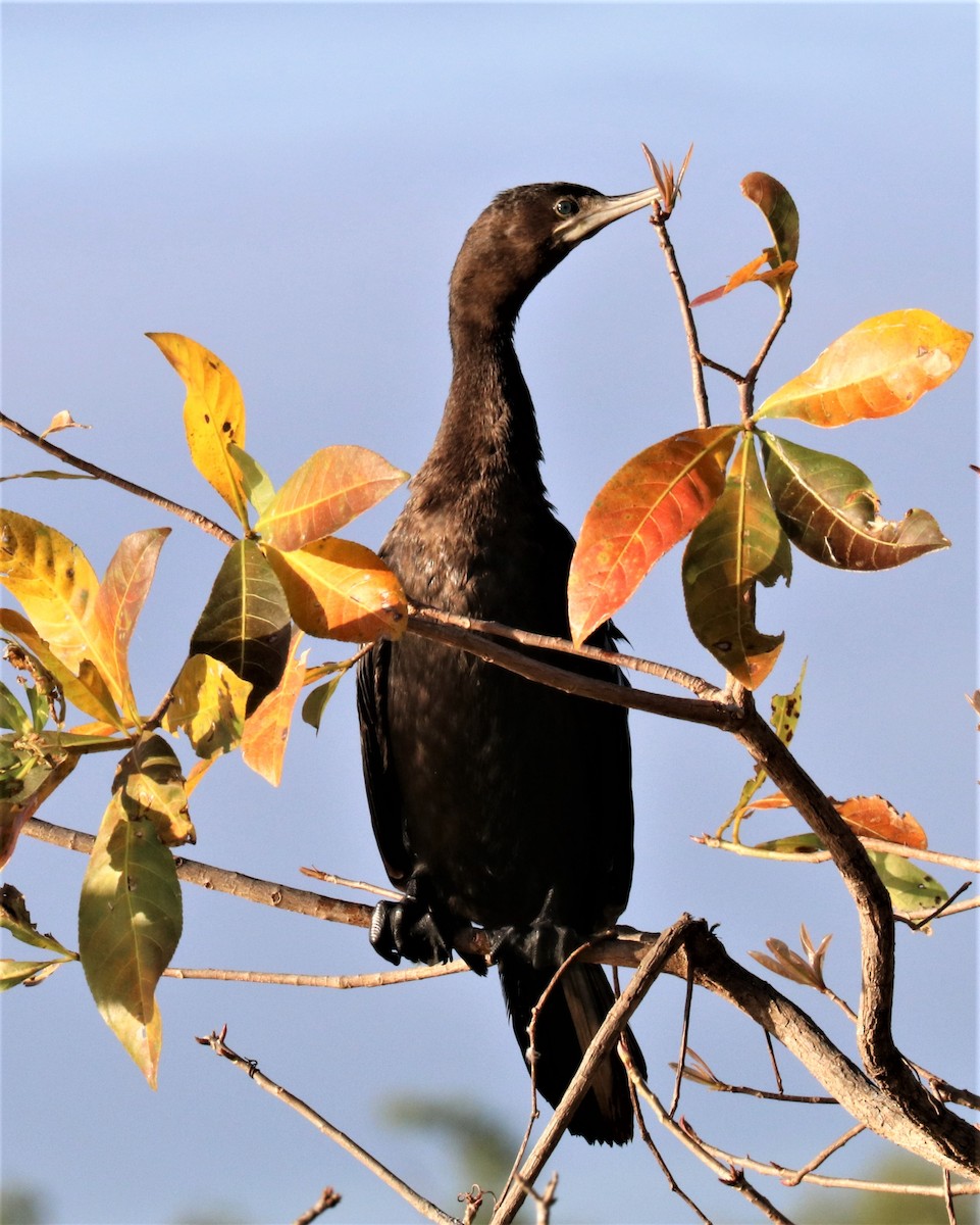 Little Black Cormorant - David Ekdahl