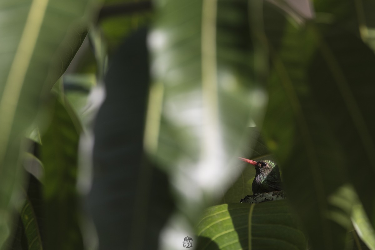 Rufous-tailed Hummingbird - Daniel Restrepo (5-22 Fotografía Biodiversa)