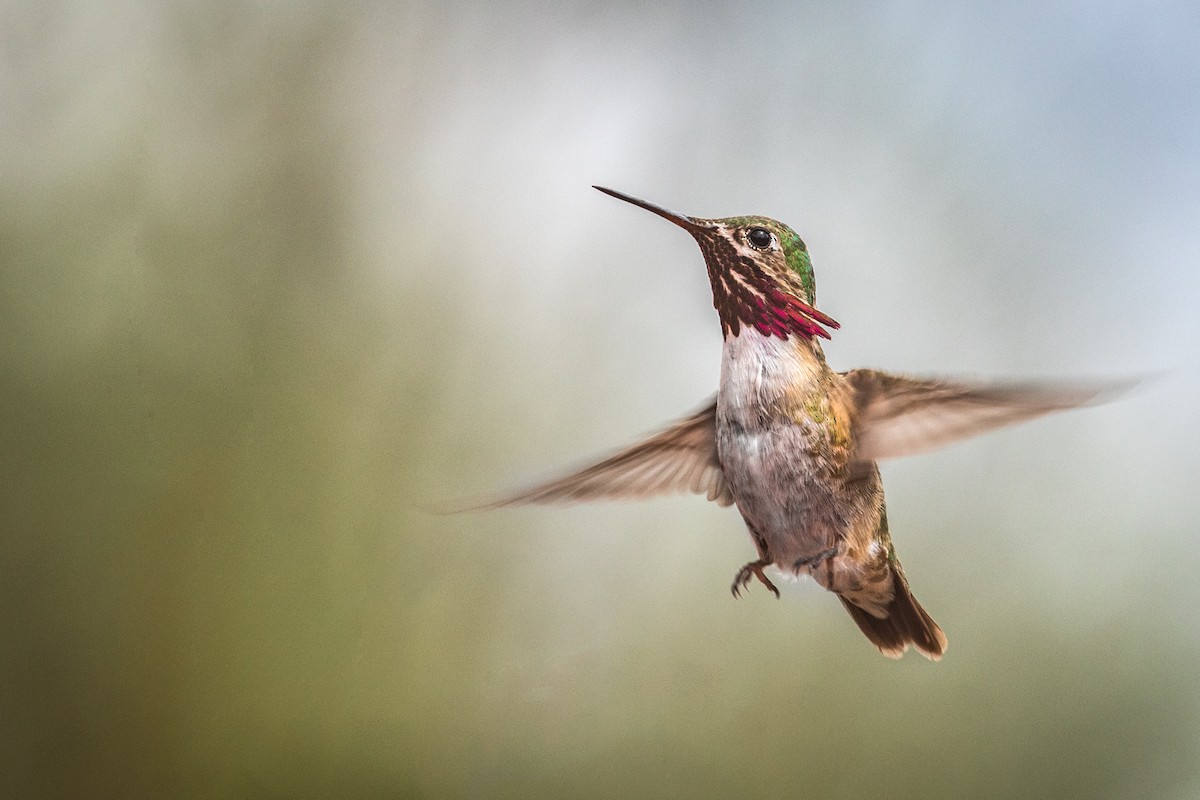 Calliope Hummingbird - Allee Forsberg