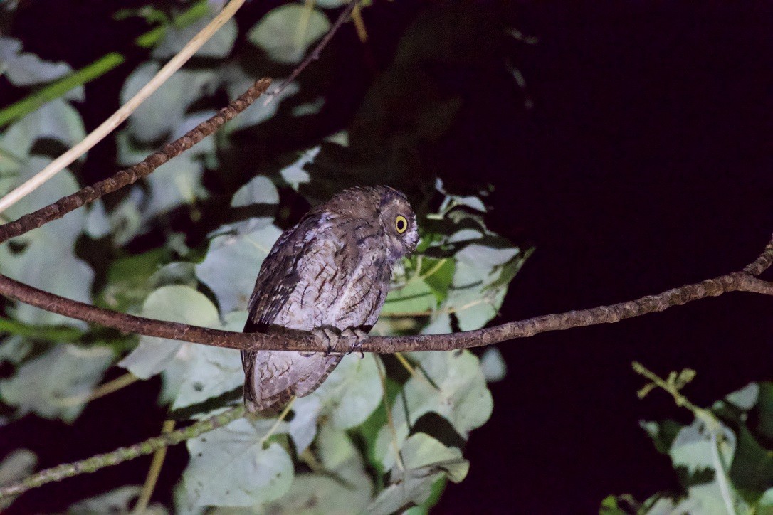 Moluccan Scops-Owl - Johan Bergkvist