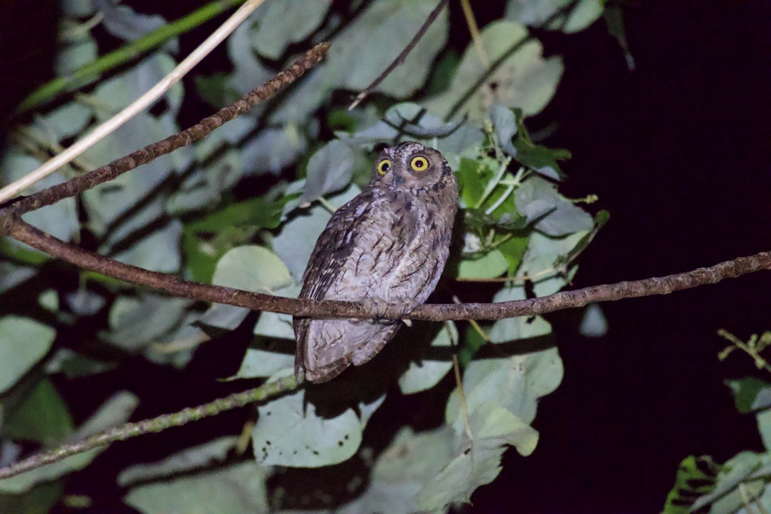 Moluccan Scops-Owl - Johan Bergkvist