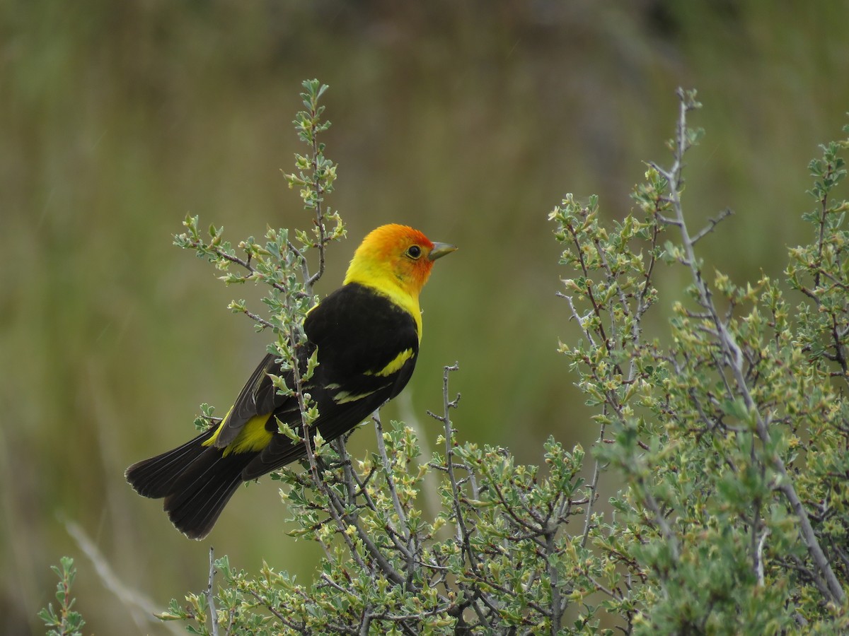 Western Tanager - ML253164671