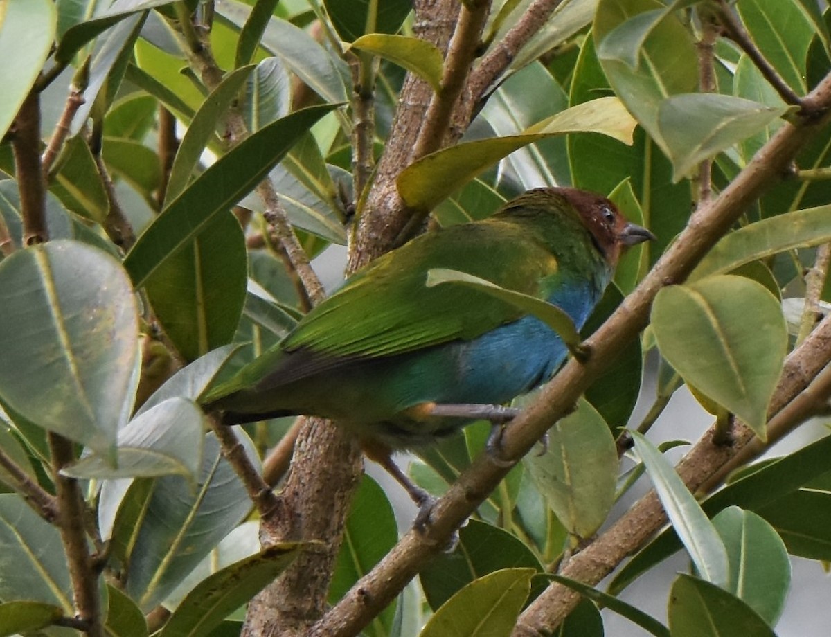 Bay-headed Tanager - ML253164701