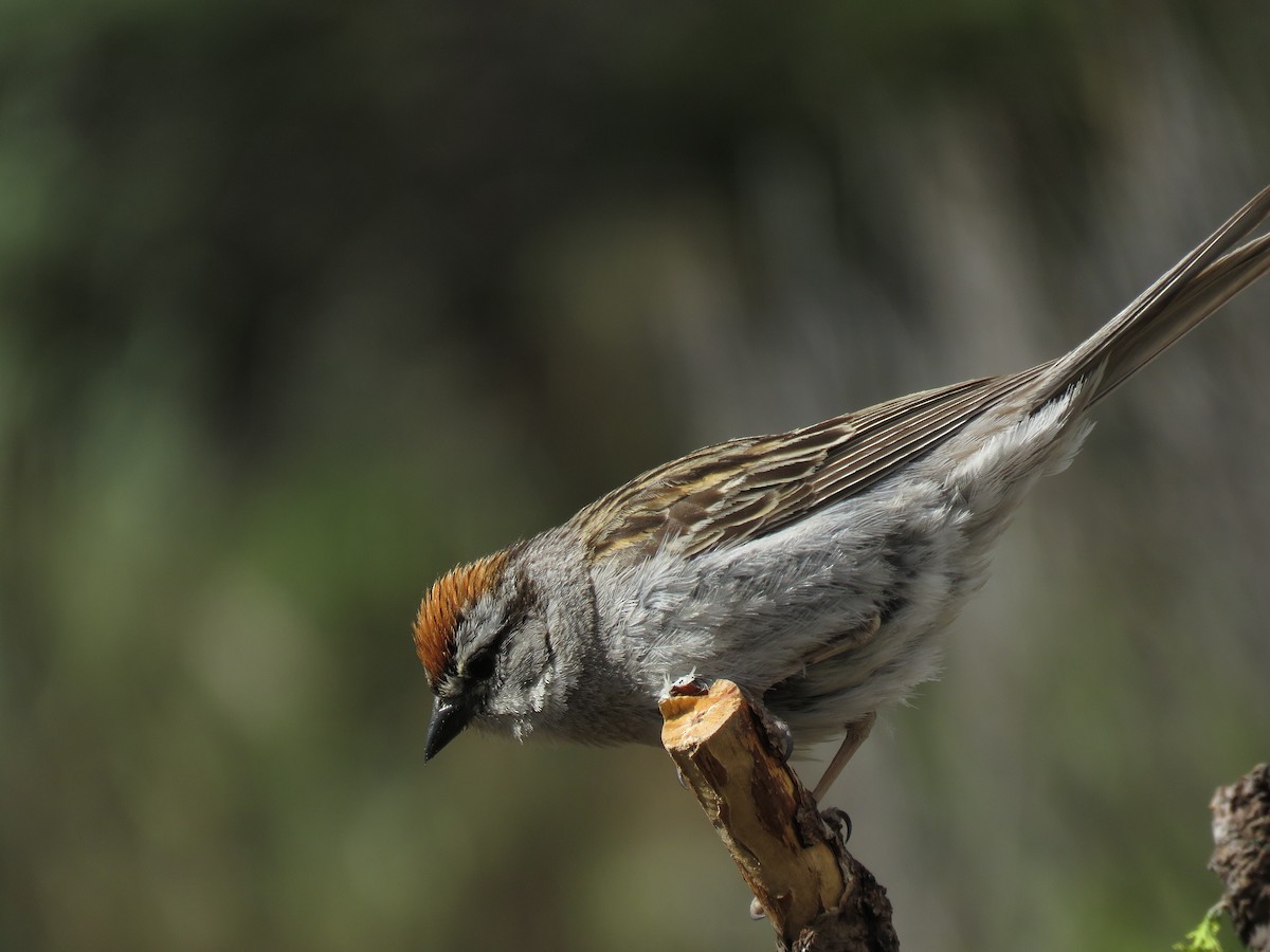 Chipping Sparrow - ML253166991
