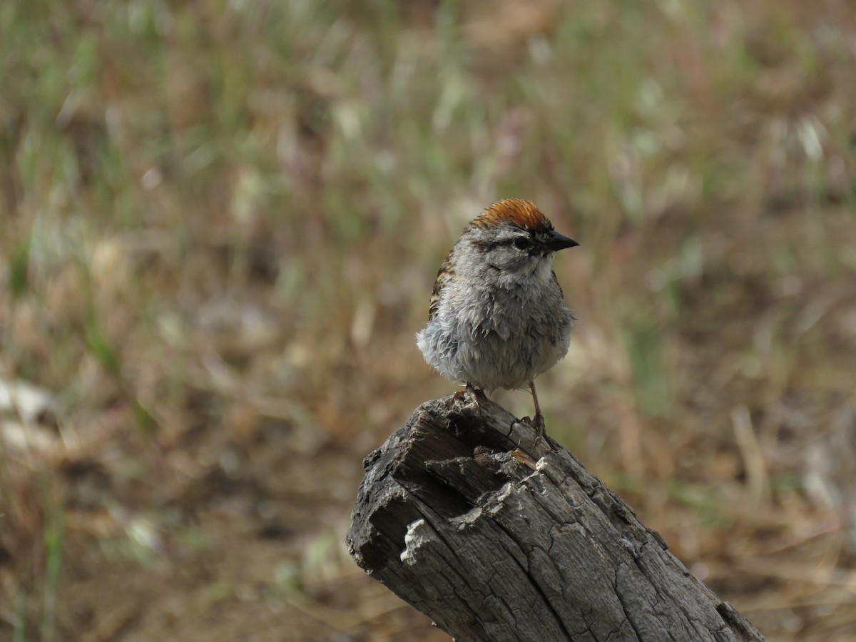 Chipping Sparrow - ML253167111