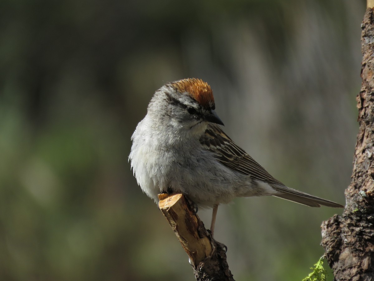Chipping Sparrow - ML253167161