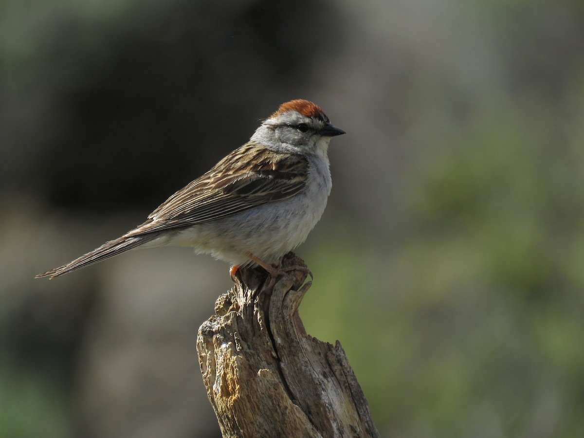 Chipping Sparrow - Kai Frueh