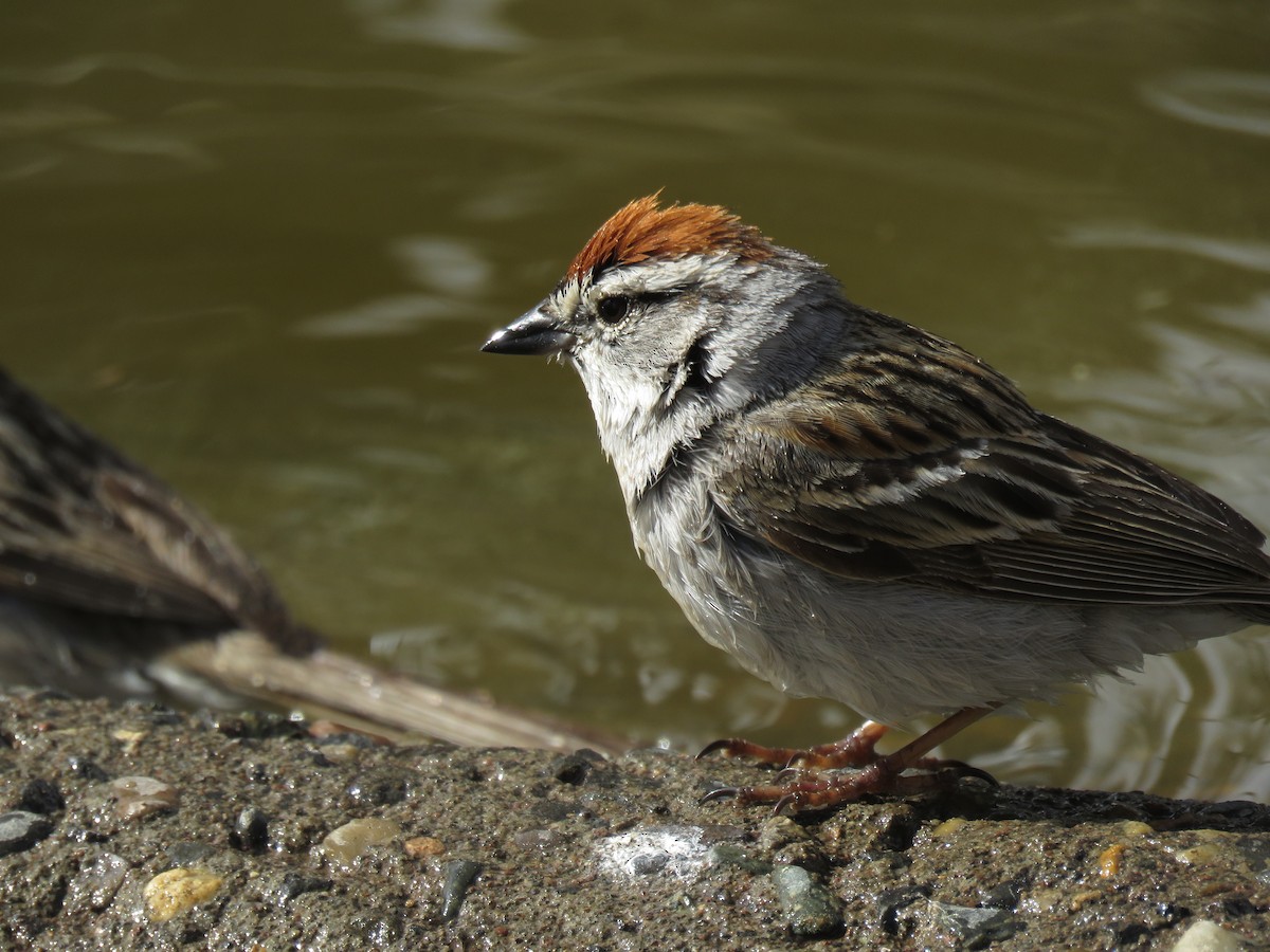 Chipping Sparrow - ML253167551