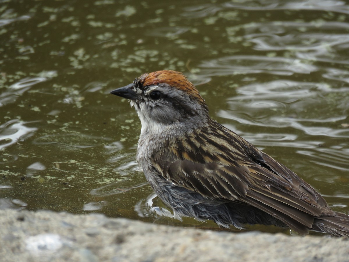 Chipping Sparrow - ML253167771