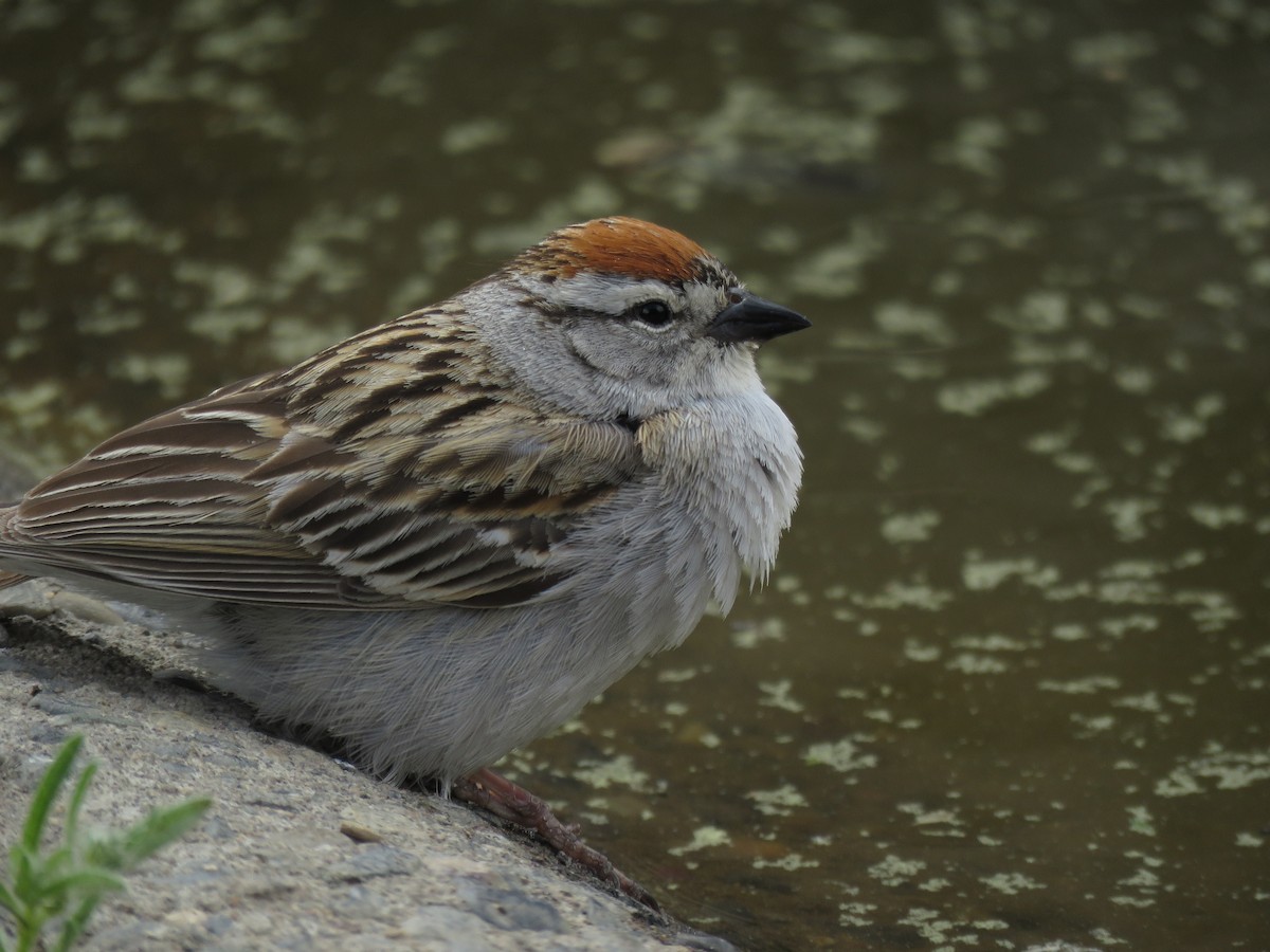 Chipping Sparrow - ML253167851
