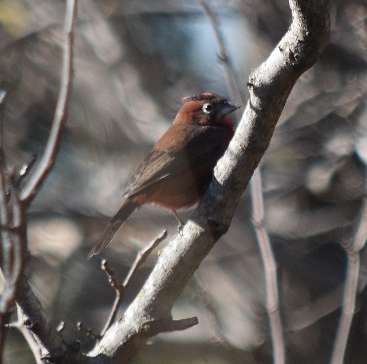 Red-crested Finch - ML253168601