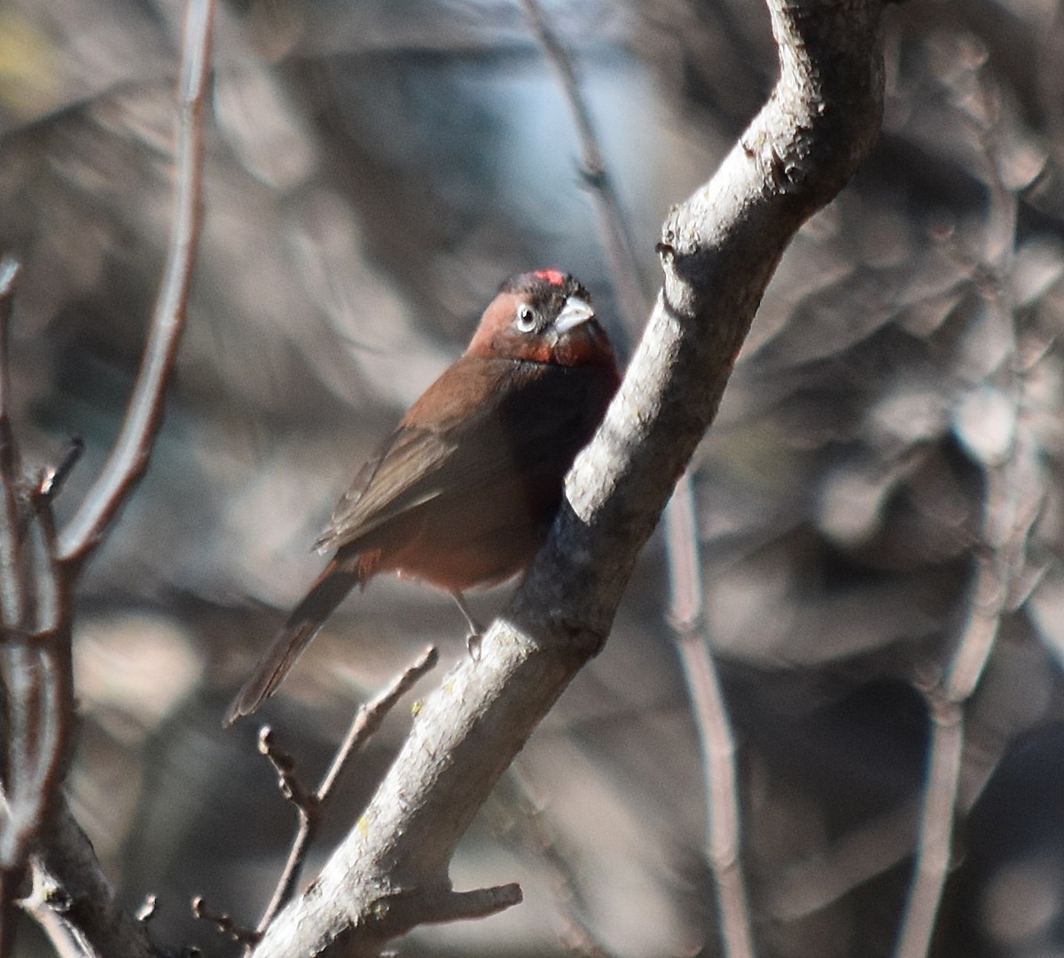 Red-crested Finch - ML253168621