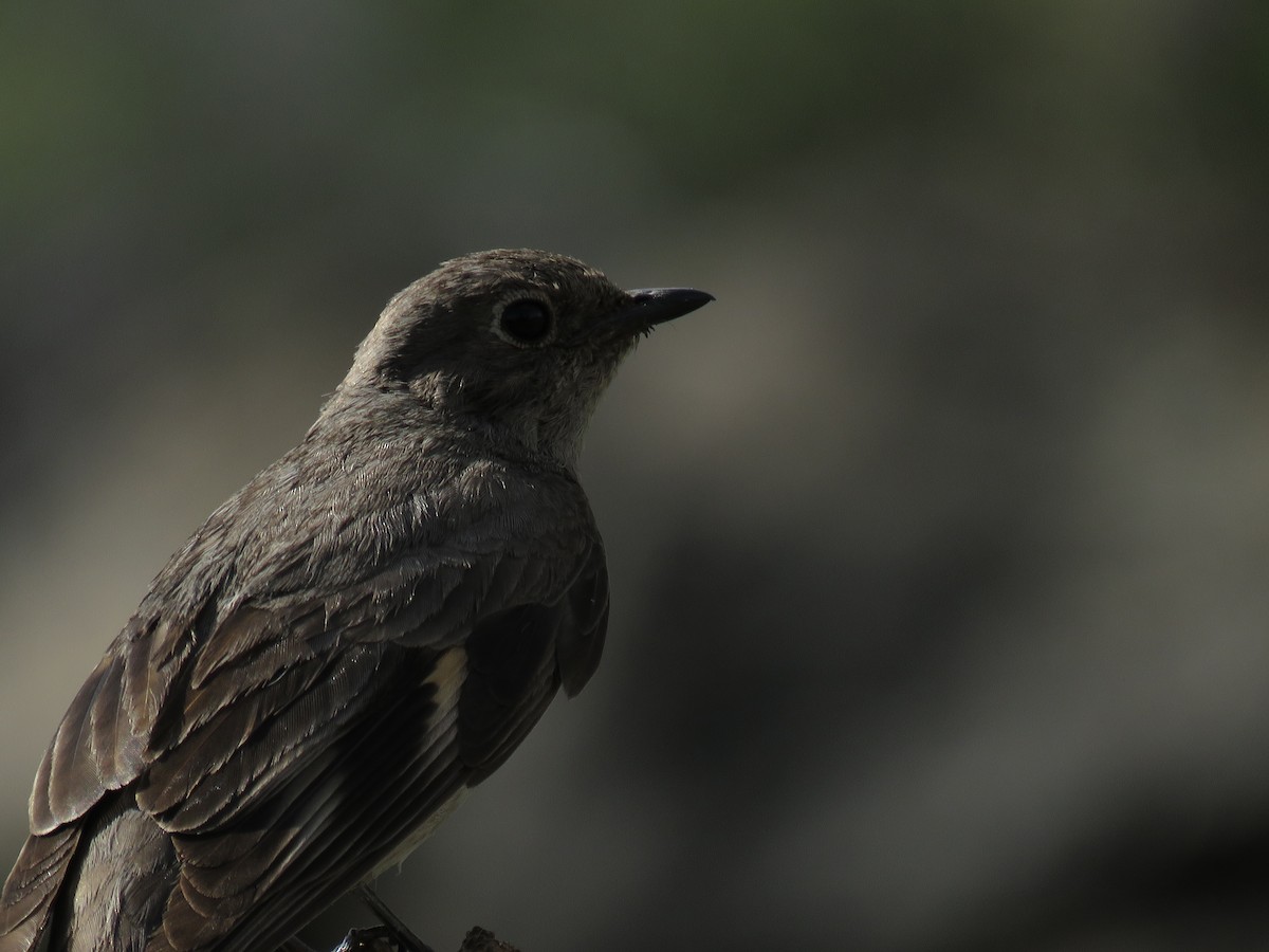 Townsend's Solitaire - ML253168931