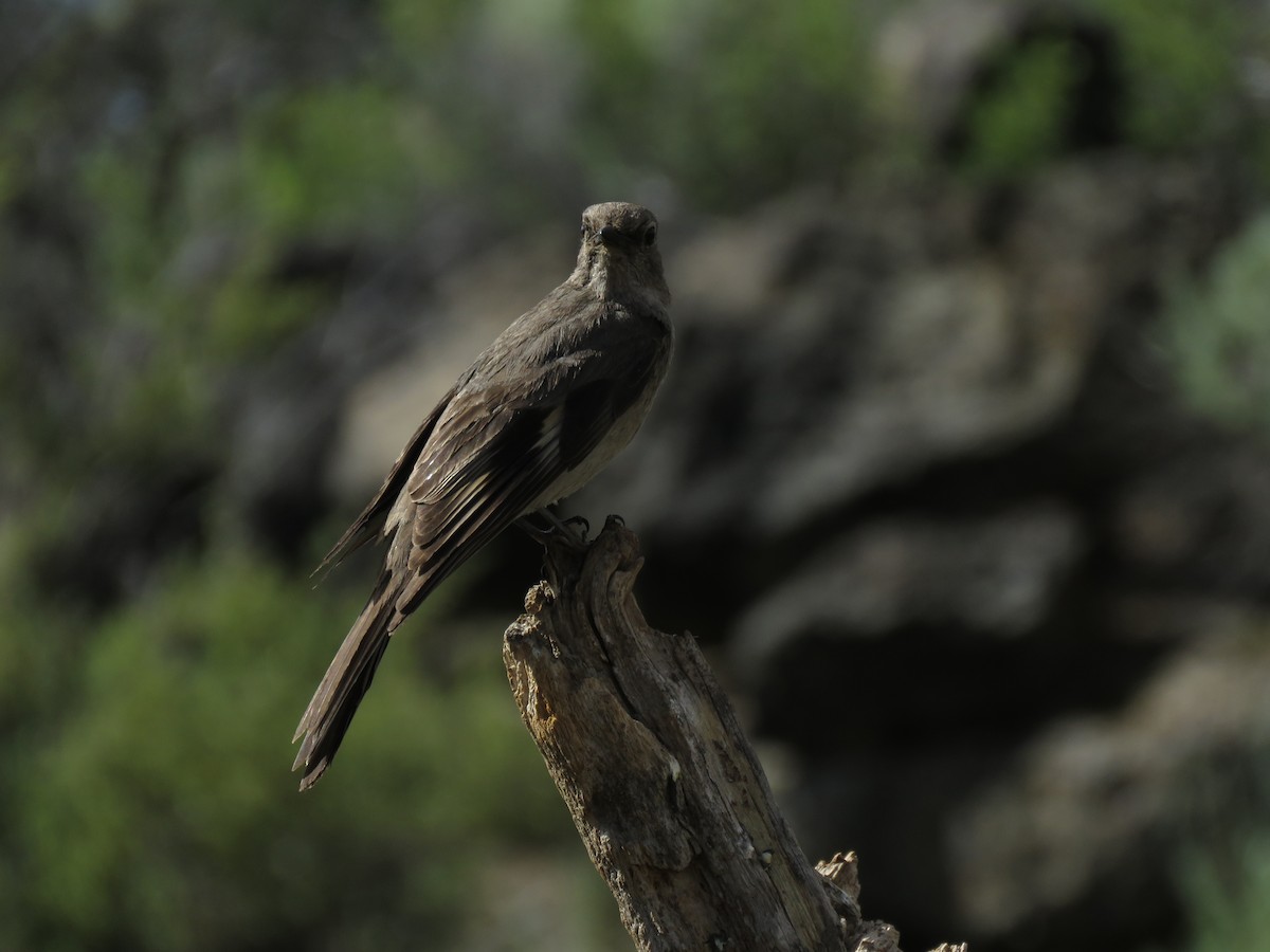 Townsend's Solitaire - ML253168941